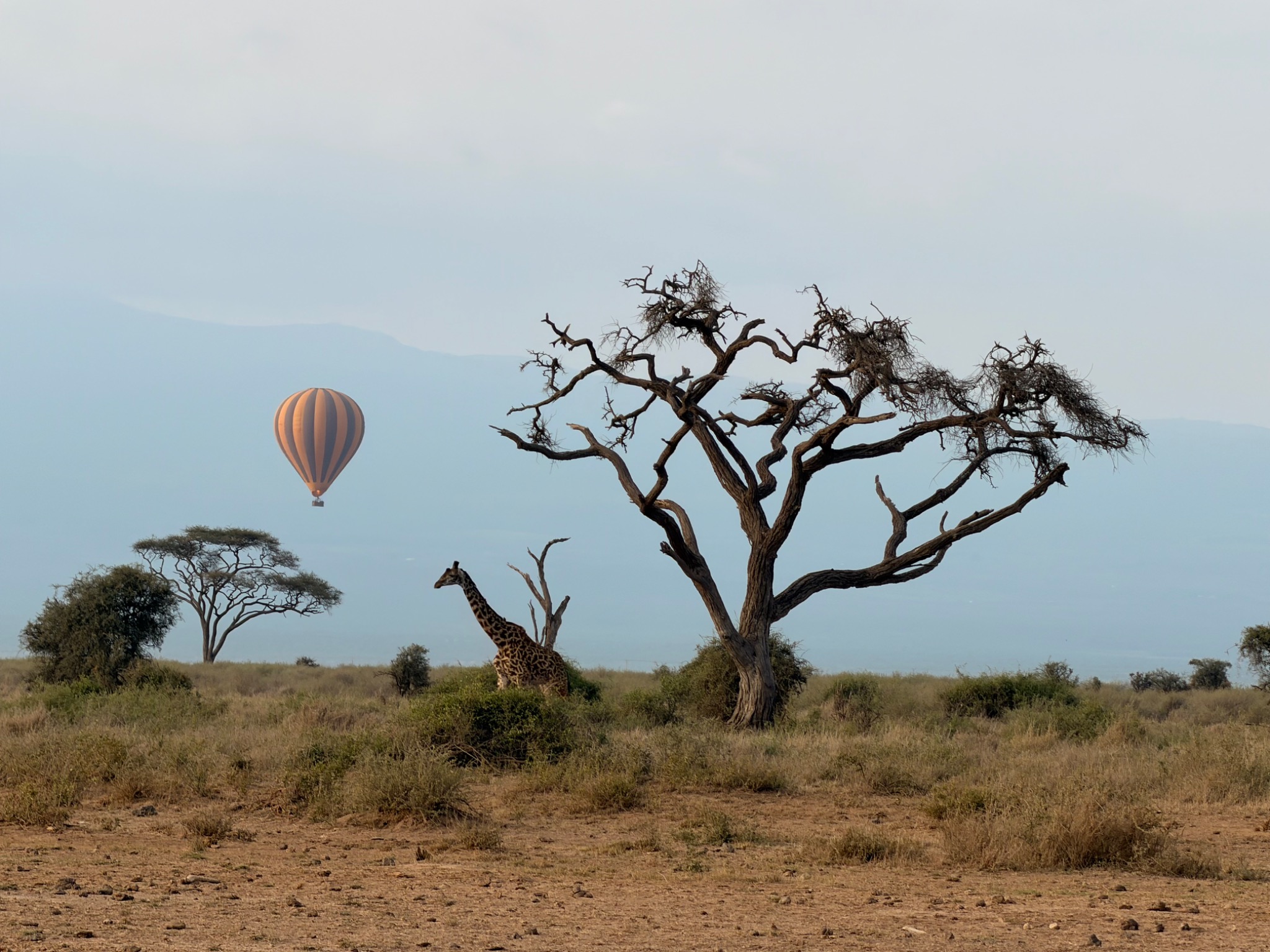 A hot-air balloon above a safari landscape, with a giraffe beside a sculptural tree, photographed on Wendy's travels