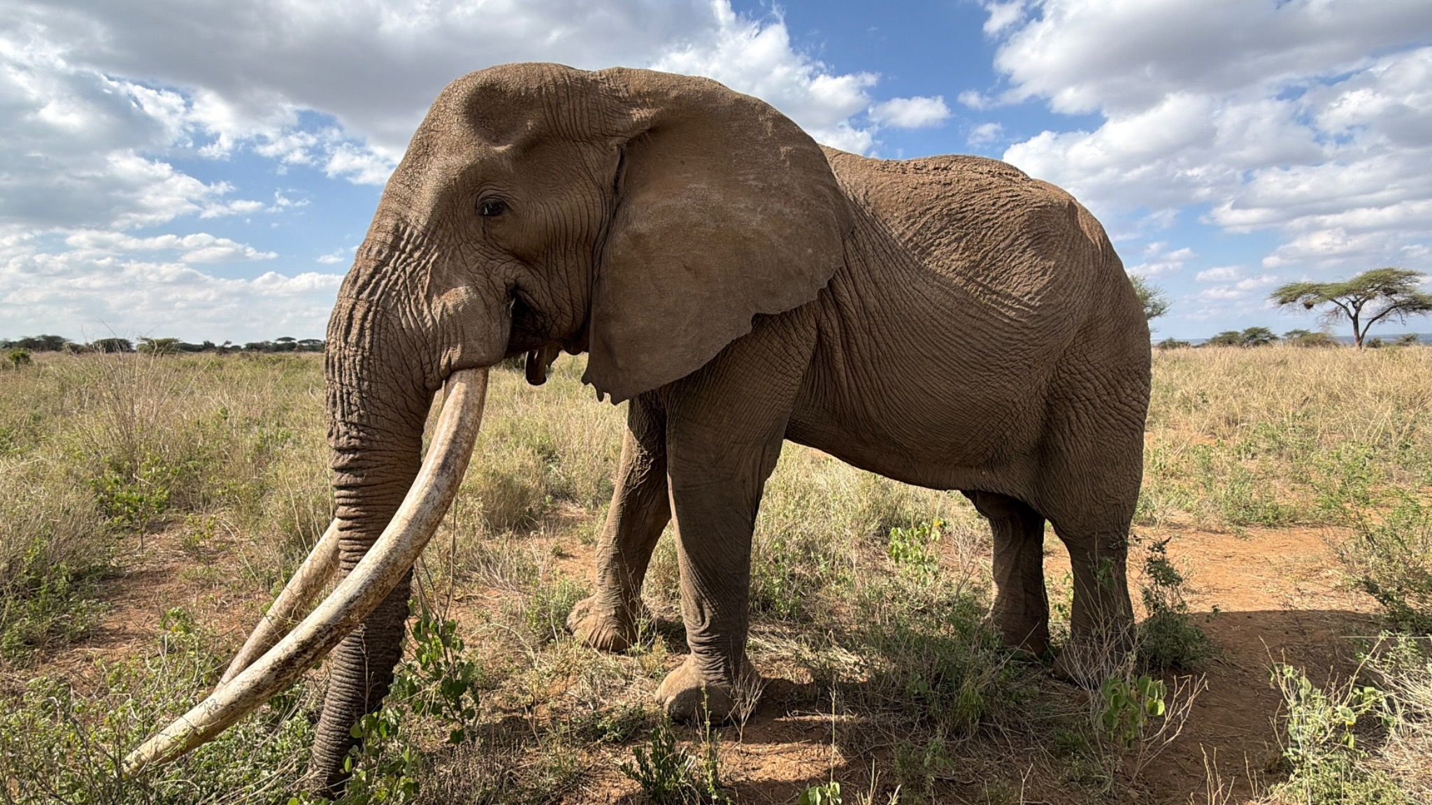An elephant with long tusks in sunlit grassland, photographed on Wendy's safari